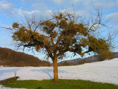 Apfelbaum