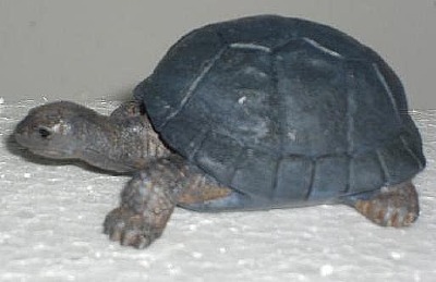 Scildkröte, Button Angebote, Code AC 23