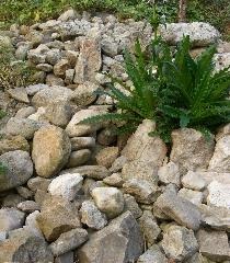 Jura-Kalksteine und Distel