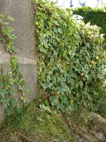 panaschierter Edelefeu
