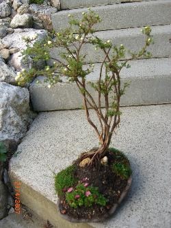 Bonsai - Fünffingerstrauch