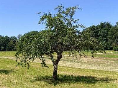 Apfel / Foto by Alfredo Pietro