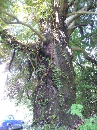 Rotbuche und Hedera