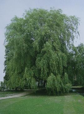 Goldene Trauerweide / Foto by Gill Tomblin