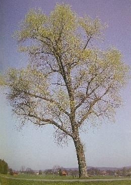 Silberpappel / Foto by Bruno P.Kramer