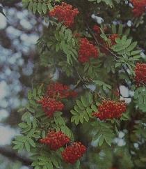 Beeren der Eberesche / Foto by wikipedia.ch