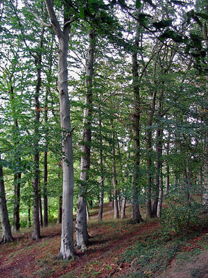 Rot-Buchenwald / Foto by Wikipedia.ch