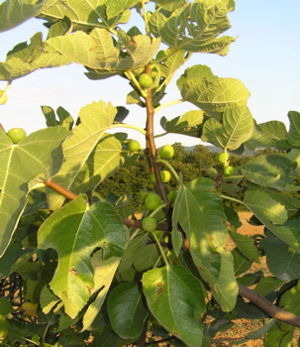 Feigenbaum-Aeste mit Frucht / Foto by wikipedia.ch