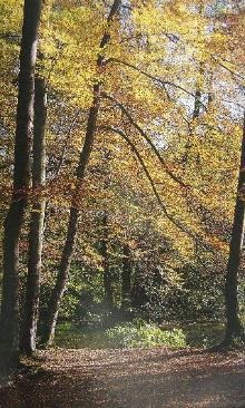 Rot-Buchenwals im Herbst / Foto by Bruno P. Kremer