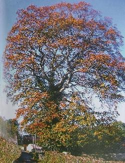 Rotbuche im Herbstkleid / Foto by Gill Tomblin