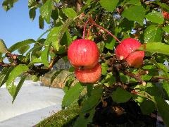 Im deutschen Stubbendorf, etwa ein km in Richtung Ehmkendorf steht ein Apfelbaum, der ist nachweislich 255 Jahre alt. Sein Stammumfang beträgt 4,6 m und gilt als der älteste Wildapfelbaum Europas. Holzapfel - Malus sylvestris