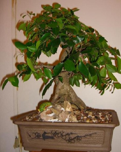 Ficus-Microcarpa