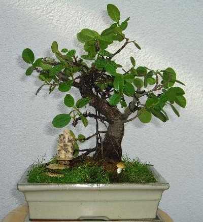 Ficus-Benjamina