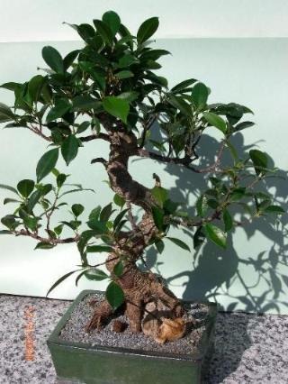 Ficus-Macrophyla