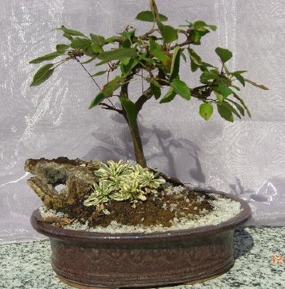 Apfelbaum und Kristallquarz