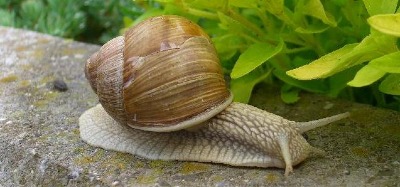 Weinbergschnecke (unter Naturschutz)