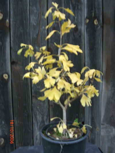 Gingko